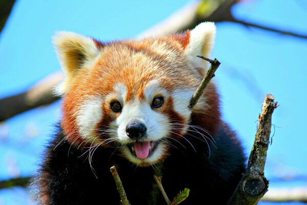 Red panda shows tongue