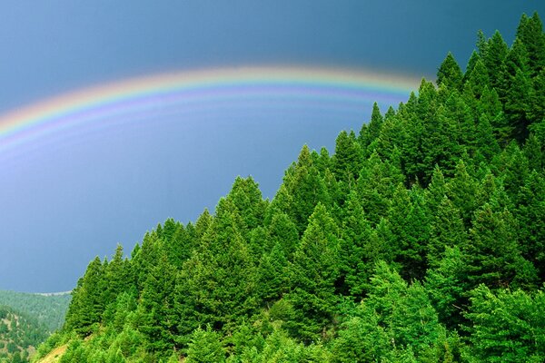 Green forest trees under a rainbow sky