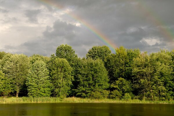 En el cielo sobre el bosque arco iris después de la lluvia