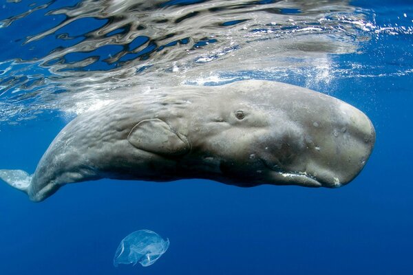 Enorme cachalote en las aguas del océano