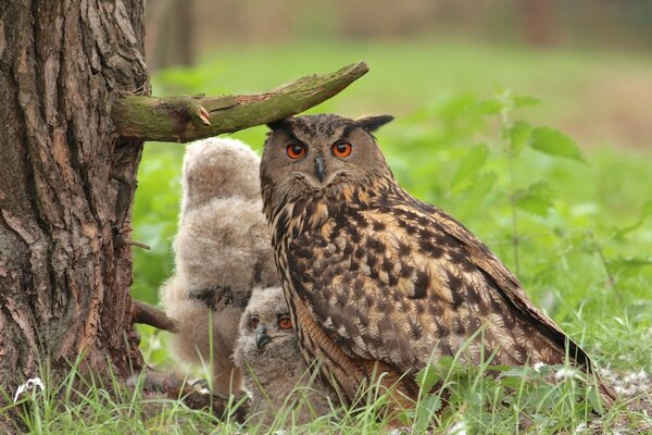 Three owls and an owl are sitting under a tree