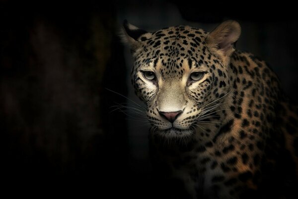 Leopard looks at camera in the dark