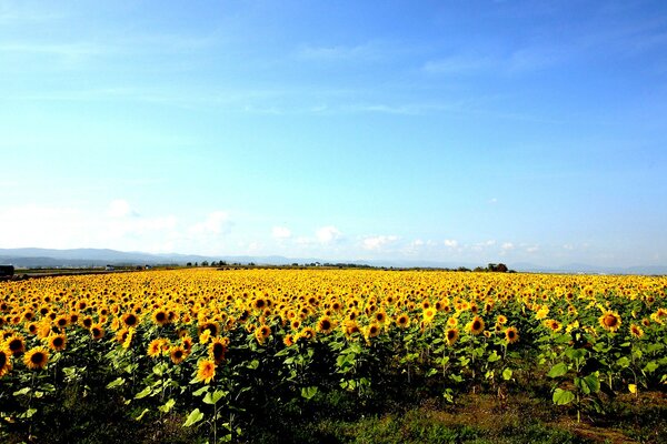 Brillante paisaje de verano con girasoles