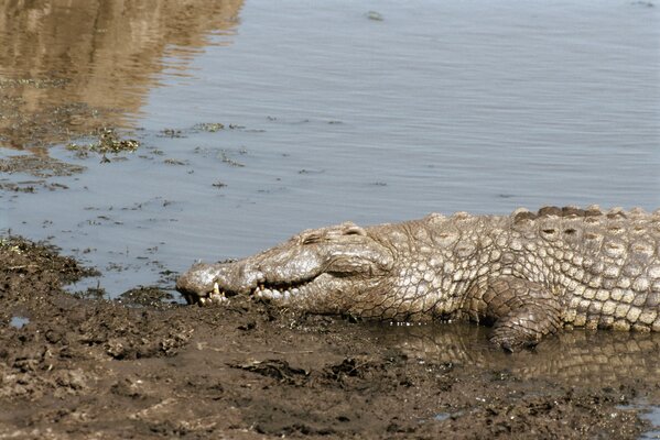 Crocodile se trouve et se prélasse sur le rivage