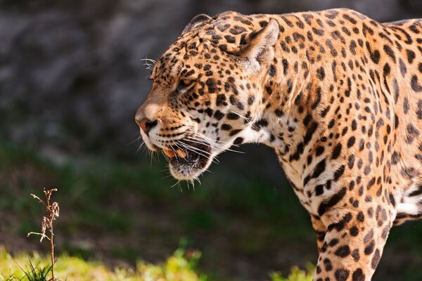 Jaguar ciężko oddycha z otwartymi ustami