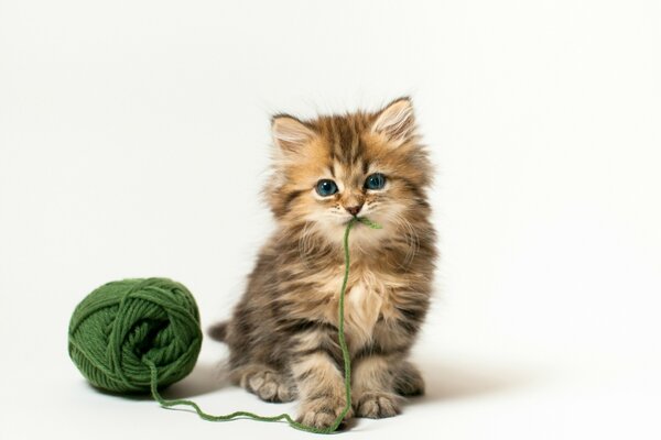 Fluffy grey kitten with a ball of green threads