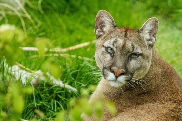 Puma siedzi na trawie