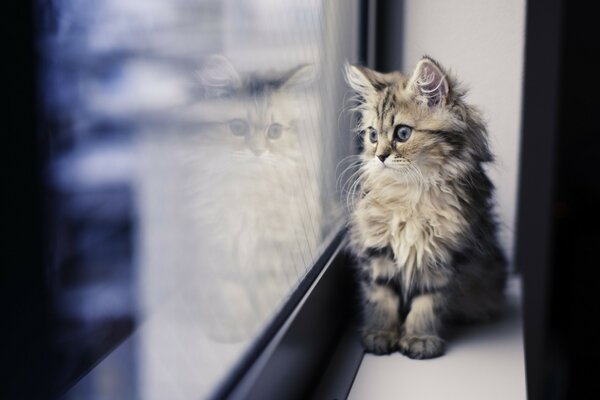 Un chat triste sur une soucoupe regarde par la fenêtre