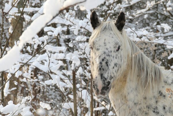 Weißes Pferd im Winter unter Bäumen