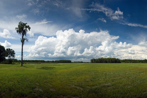 Nuages épais sur fond d arbre solitaire