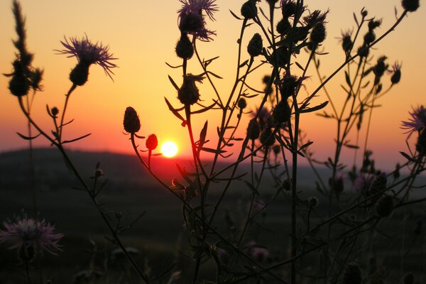 Foto de una hermosa puesta de sol ardiente y la silueta de la planta