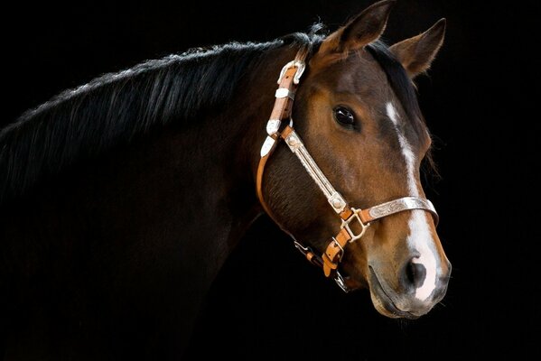 Horse s head on a dark background