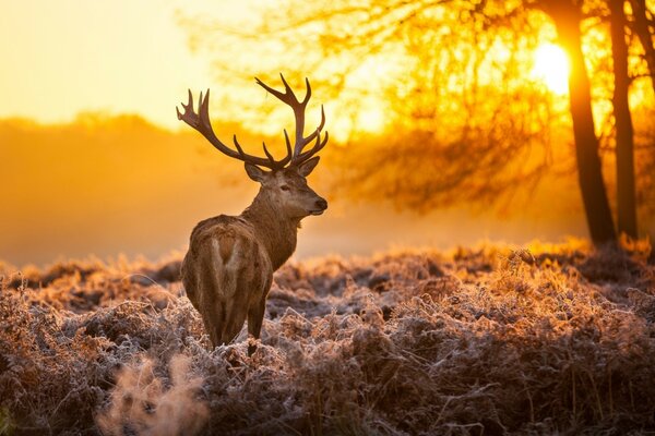 Gehörnter Hirsch in einem feurigen Sonnenuntergang