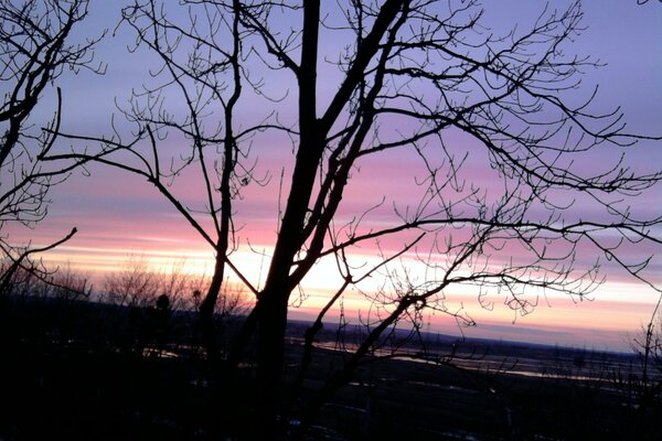 Árbol en el fondo de la puesta de sol púrpura