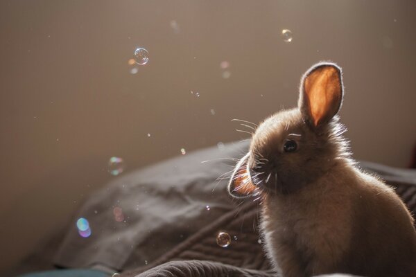 Rabbit on the background of soap bubbles