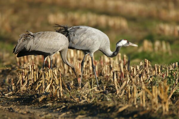 Birds walking on the grass