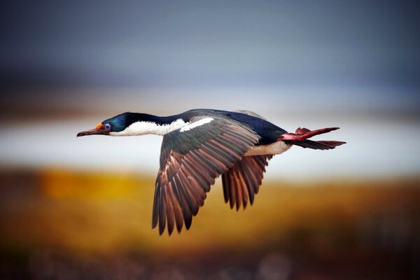 Bel oiseau agitant une aile