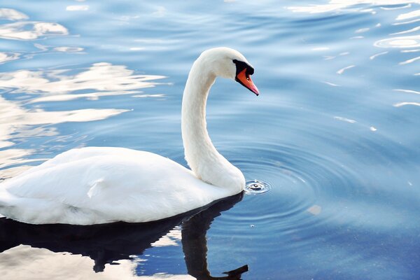 Cygne blanc sur l étang