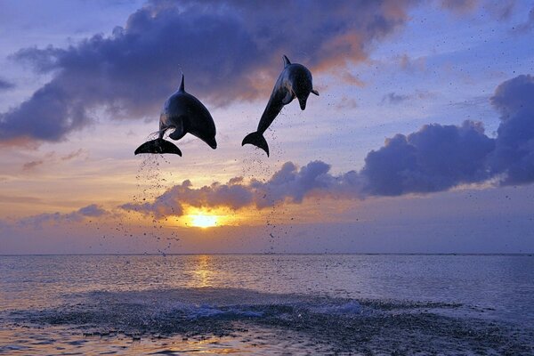 Couple de dauphins gambadant au coucher du soleil