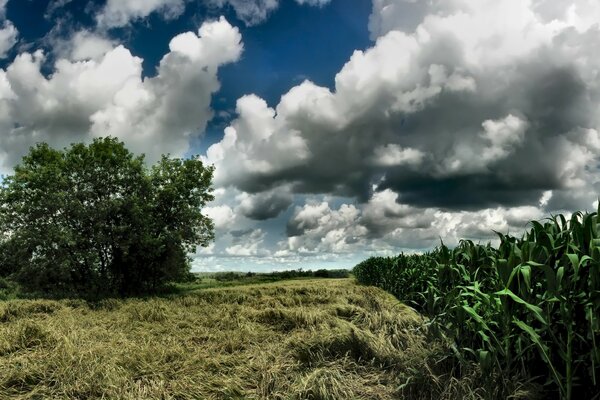 Maisfeld und Cumulus-Wolken