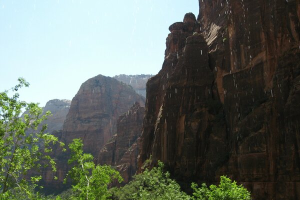 The Grand Canyon in America. Green leaves