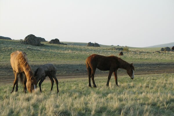 Die Orenburg Steppe mit Pferden, die Gras kauen