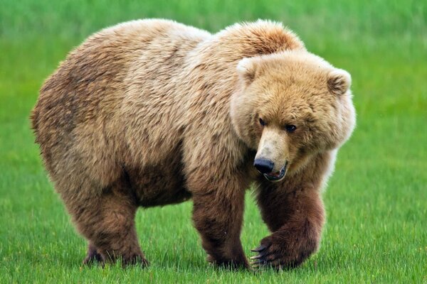 Un oso Pardo gruñe en un claro