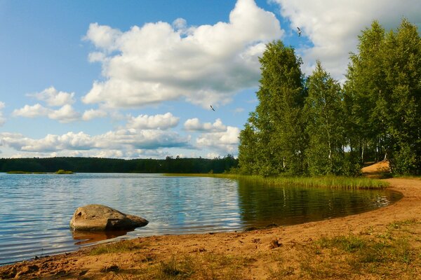 Летний пейзаж на пляже у леса