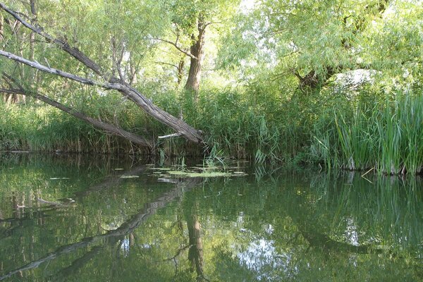 Bäume und Schilf spiegeln sich im Wasser wider