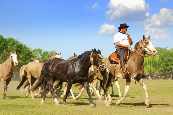 Cow-Boy avec un troupeau de chevaux multicolores