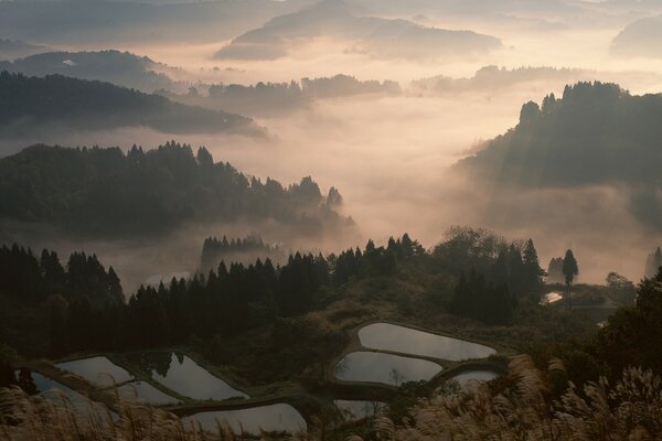 Verschwommener japanischer Wald bei Sonnenuntergang