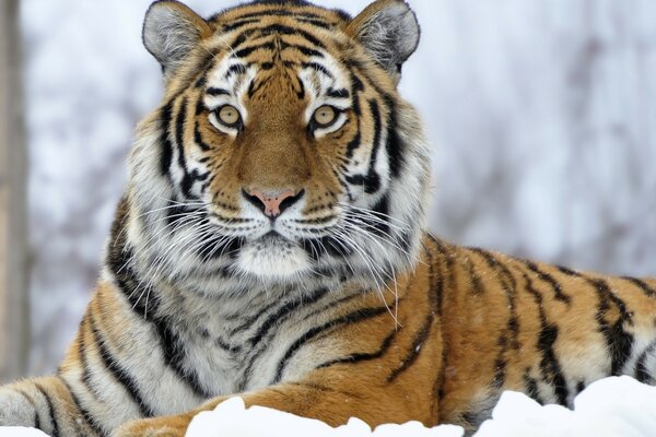 The tiger is lying on the snow