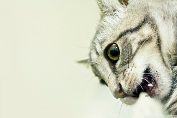 A cat in a rage is preparing to attack