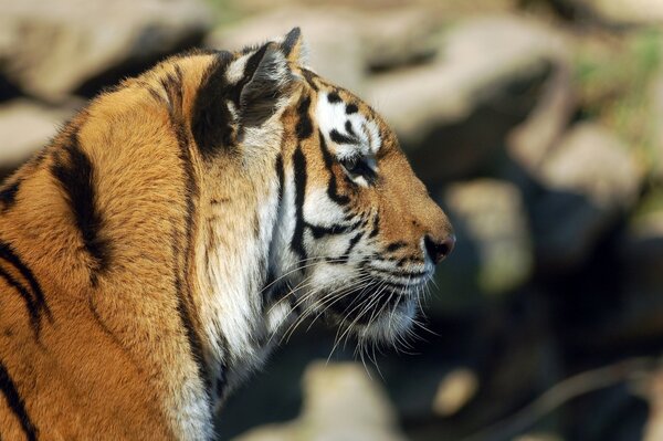 The head of a beautiful tiger in profile