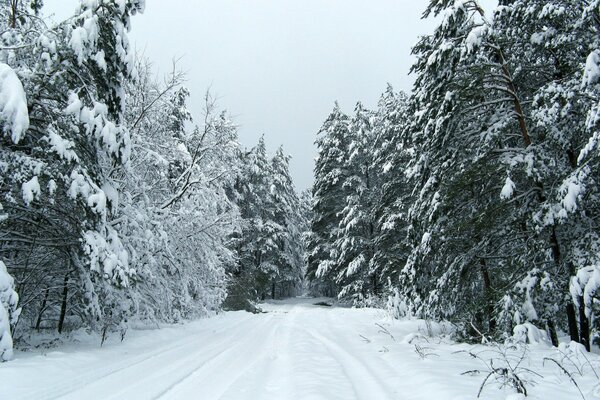 Camino de invierno entre los árboles nevados