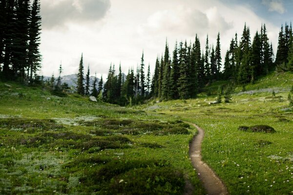 Route d été envoûtante dans la forêt