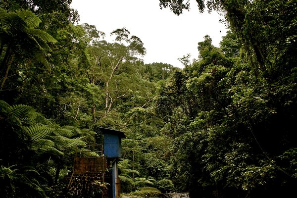 Palmeras en la selva de espacios verdes