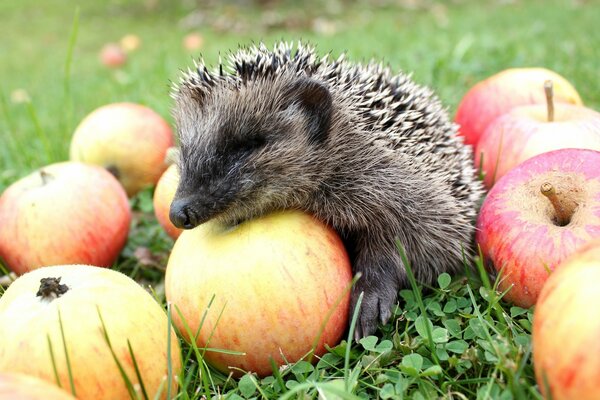 Hérisson moustachu recueille des pommes