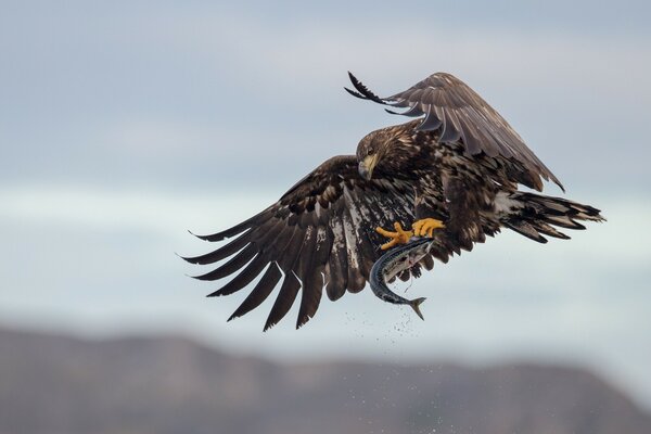 Un enorme Aquila lascia cadere il pesce