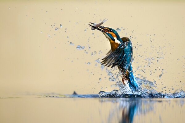 Bel oiseau avec une prise dans le bec