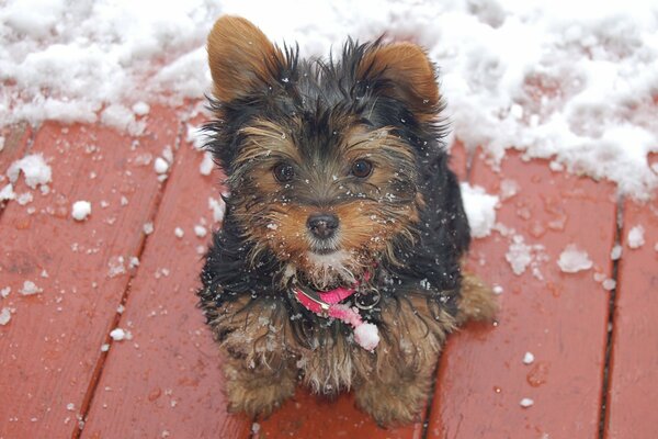 A little puppy on a walk in winter