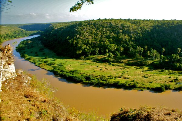 Il fiume gira intorno alla foresta verde