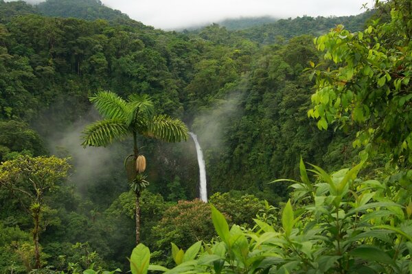 Giungla e cascata sullo sfondo