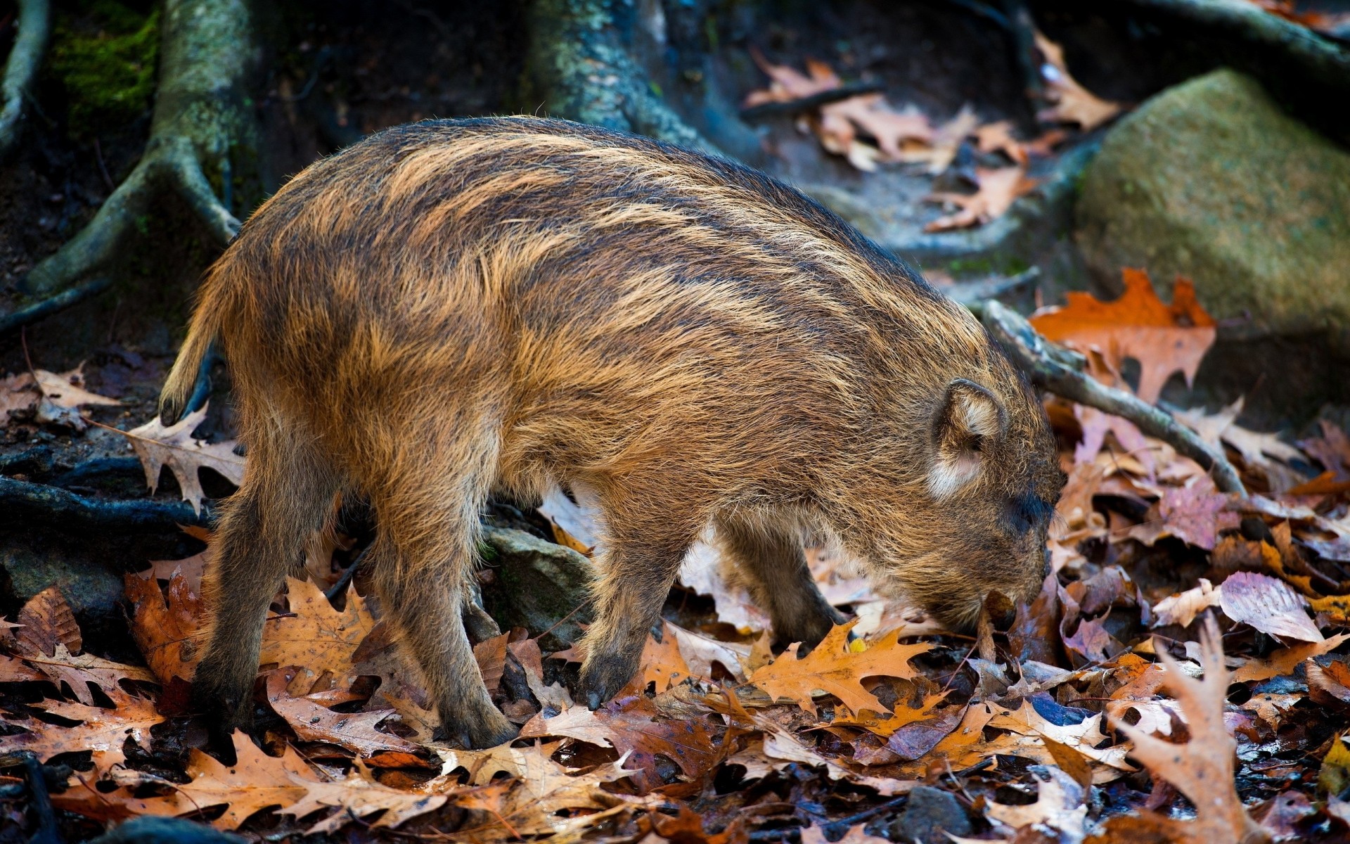 tones sheet autumn wild cat