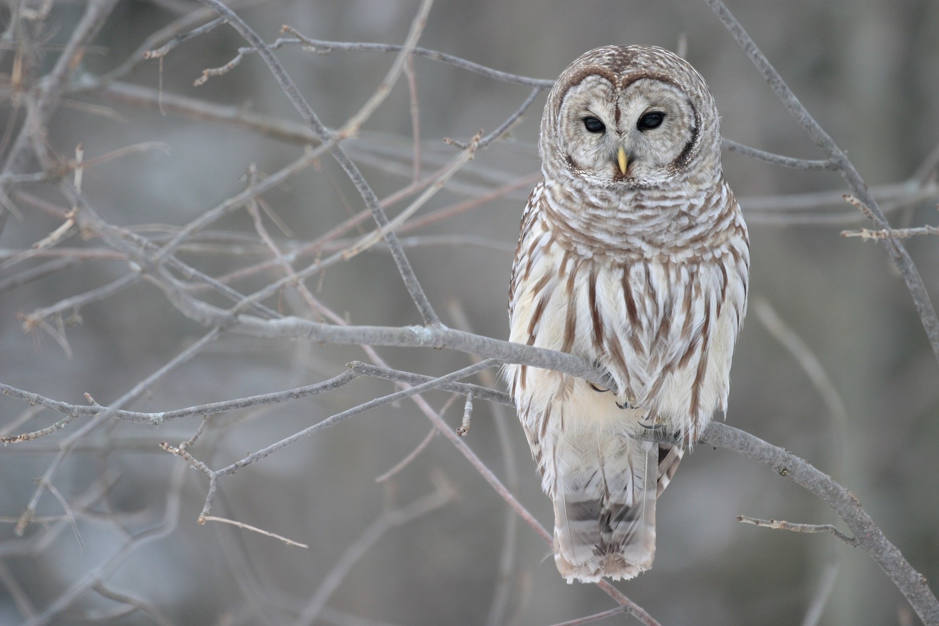 owl winter autumn branch tree grey