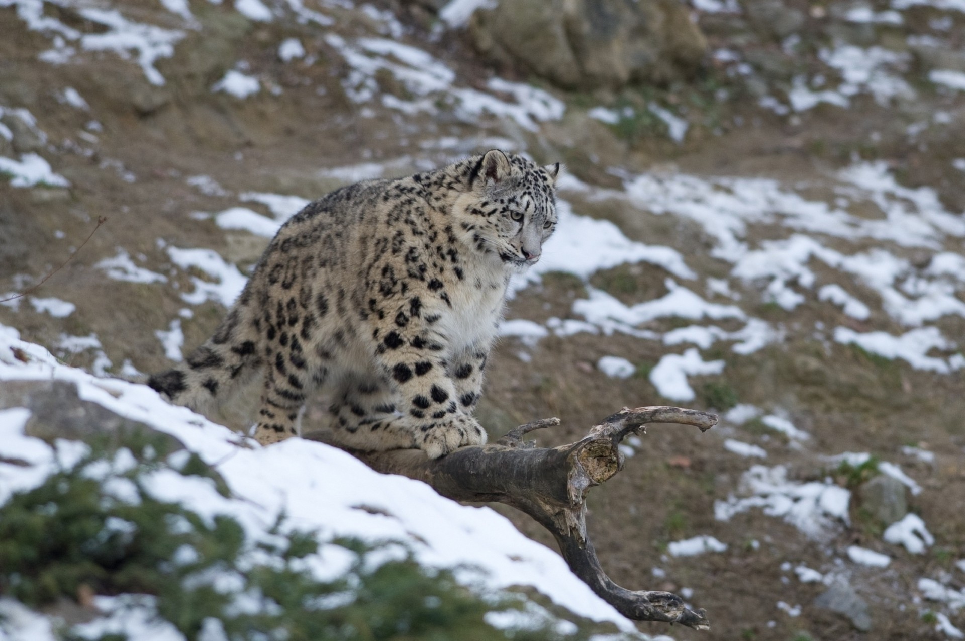 baby the beast teenager wild cat leopard