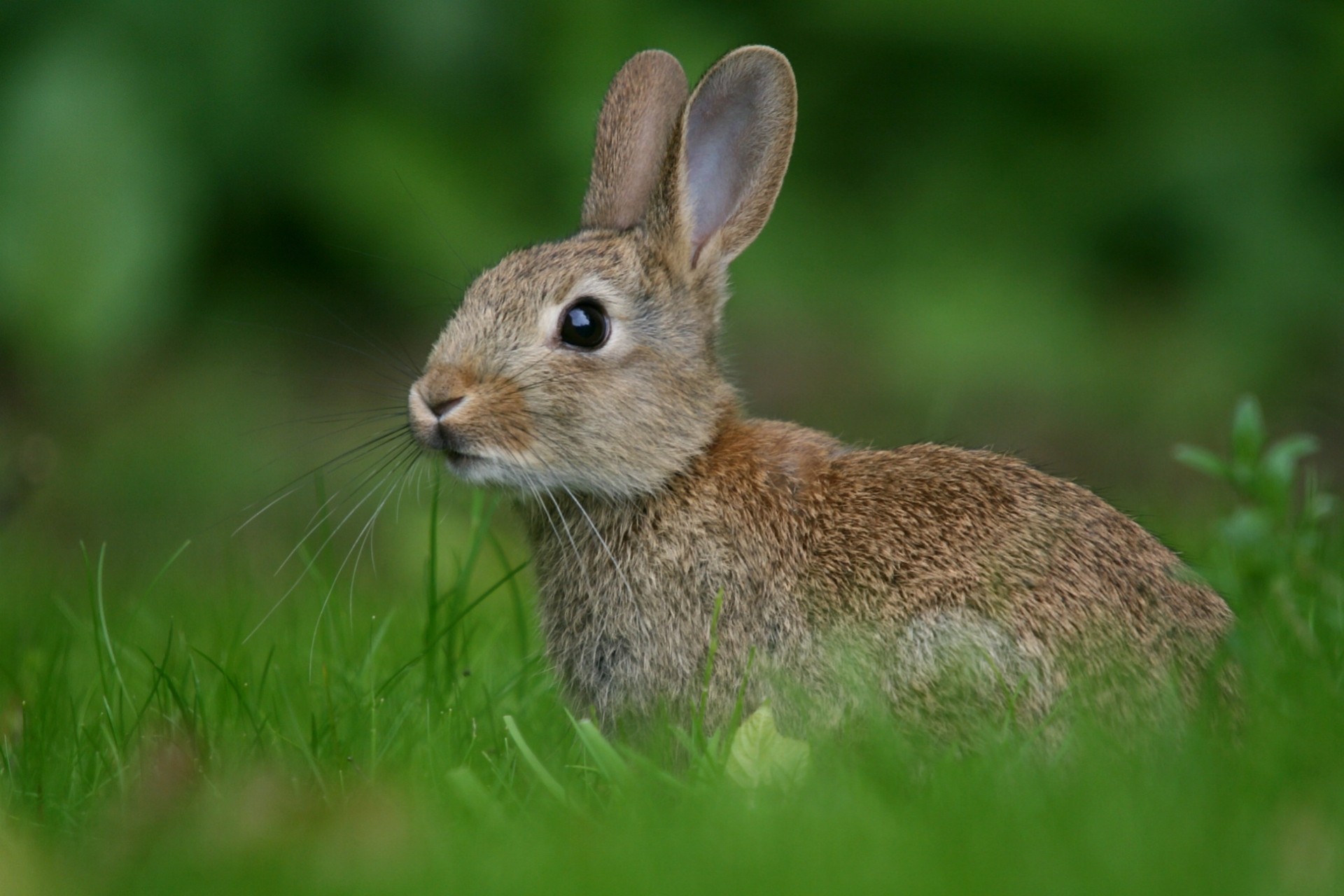 hare grass blur green