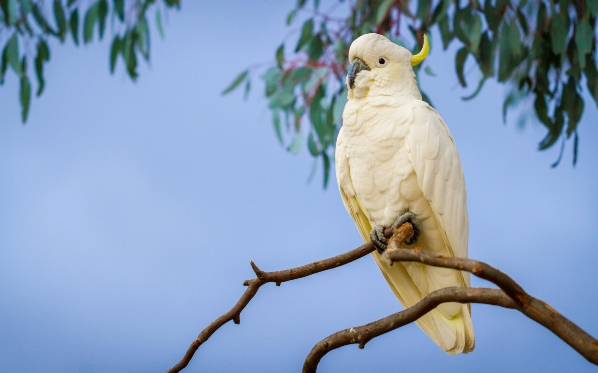 kakadu parrot sulphur-crested cockatoo branch