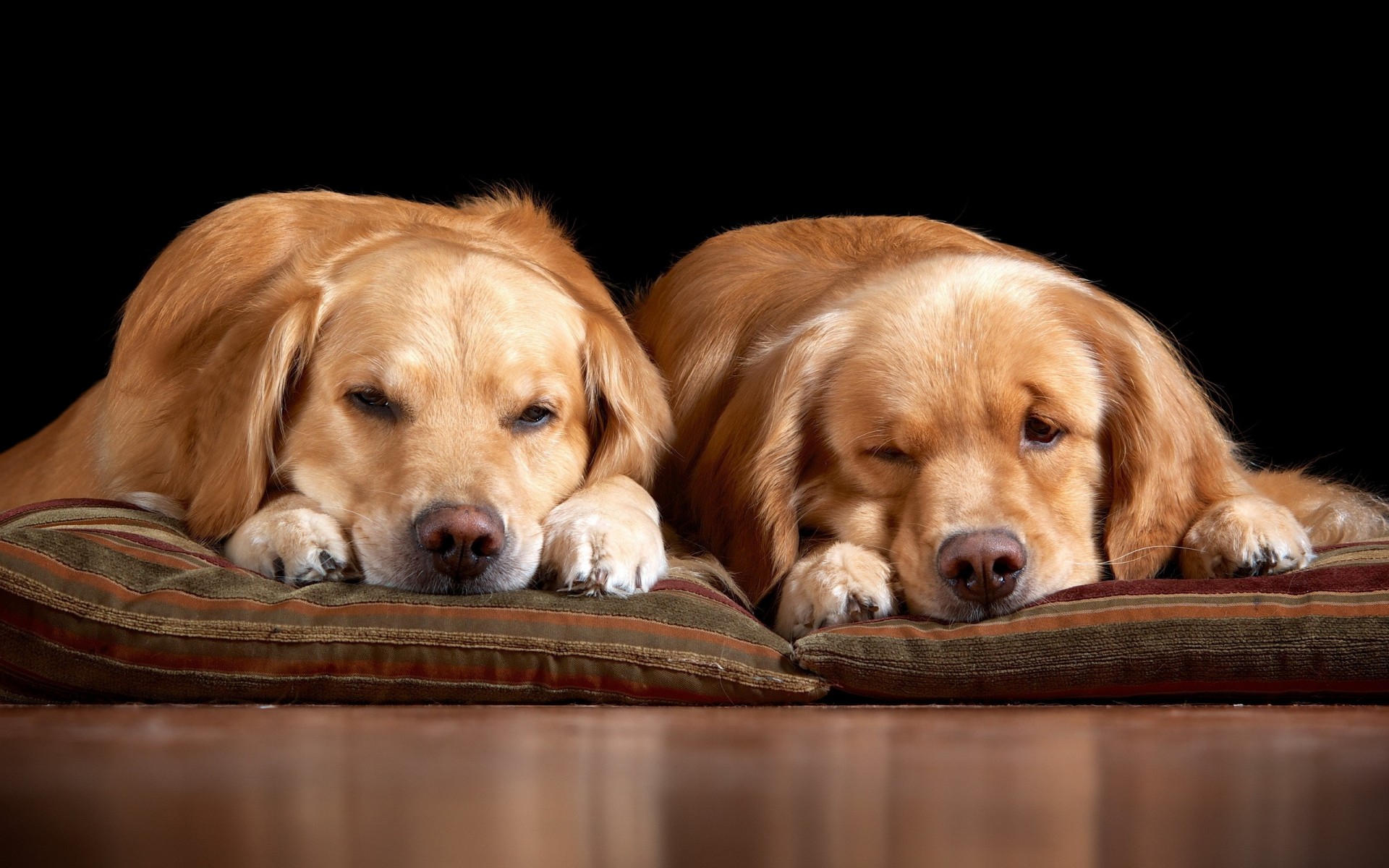 gemütlichkeit hunde haus