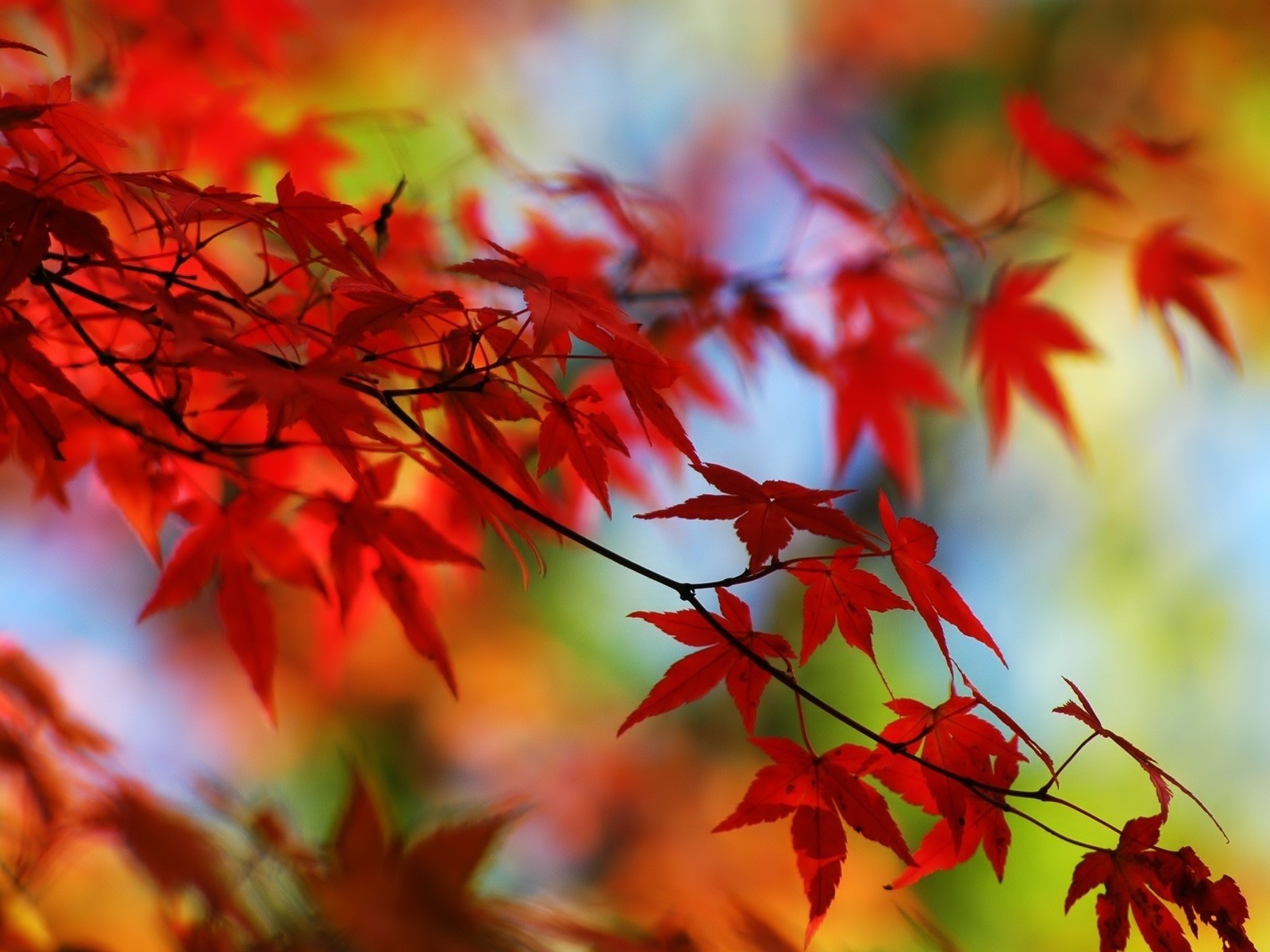 hojas ramas otoño rojo